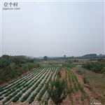 山东省,烟台市,栖霞市,臧家庄镇,北洛汤村