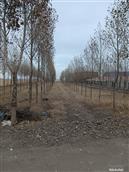 内蒙古,锡林郭勒盟,阿巴嘎旗,吉尔嘎郎图苏木乡,巴雅尔图嘎查村