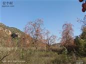 山西省,晋中市,介休市,义棠镇,利贞寨村