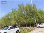 河南省,濮阳市,濮阳县,海通乡,朱月城村